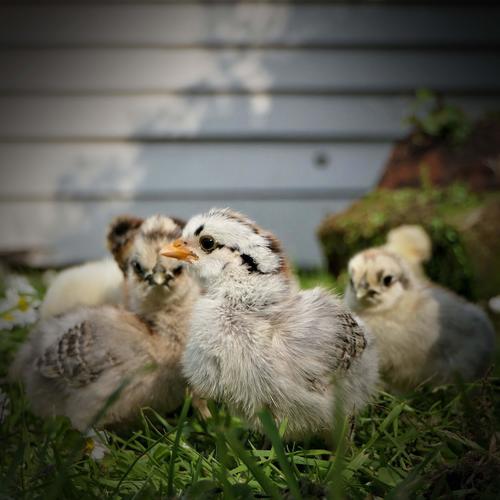 Instant Relaxation and Stress Relief with Farm Sounds of Chickens and Ducks