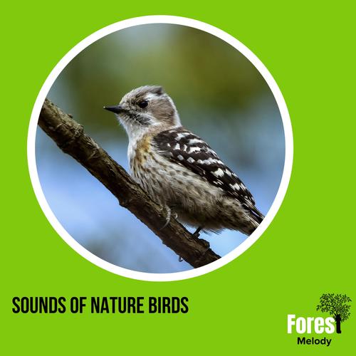 Sounds of Nature Birds