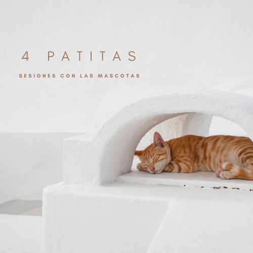 4 Patitas: Sesiones Con Las Mascotas