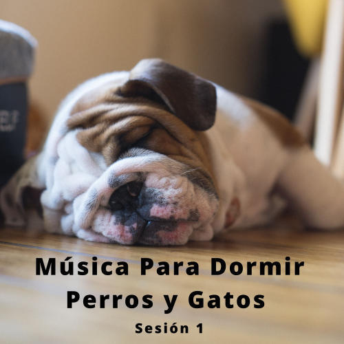 4 Patas, Música Para Dormir Perros y Gatos Sesión 1