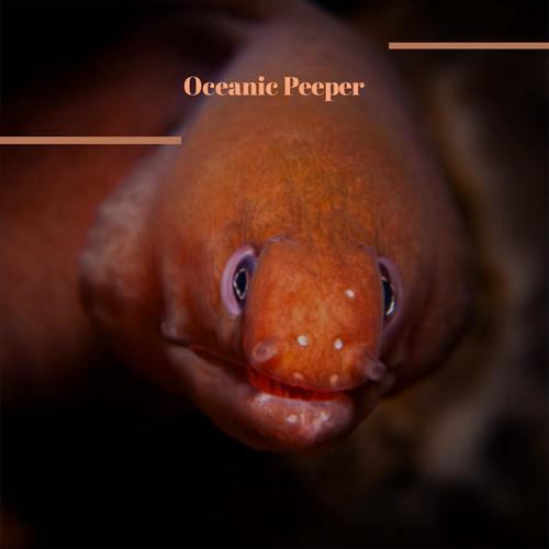 Oceanic Peeper