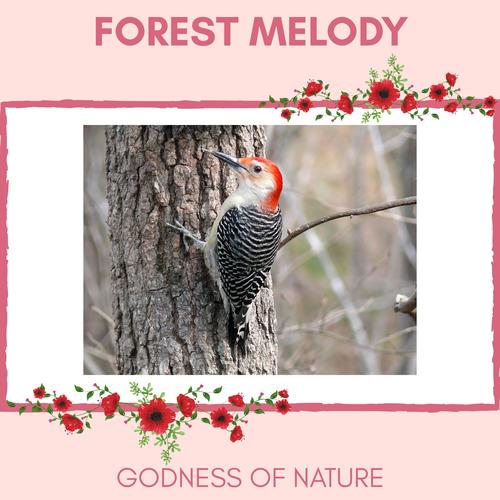 Forest Melody - Godness of Nature