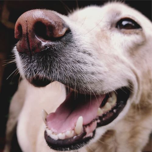 Complete Relaxation Mix for Dogs