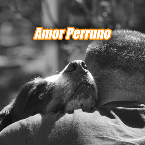 Amor Perruno