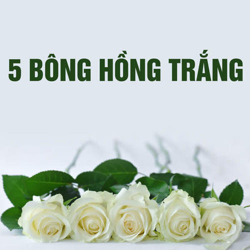 Năm bông hồng trắng