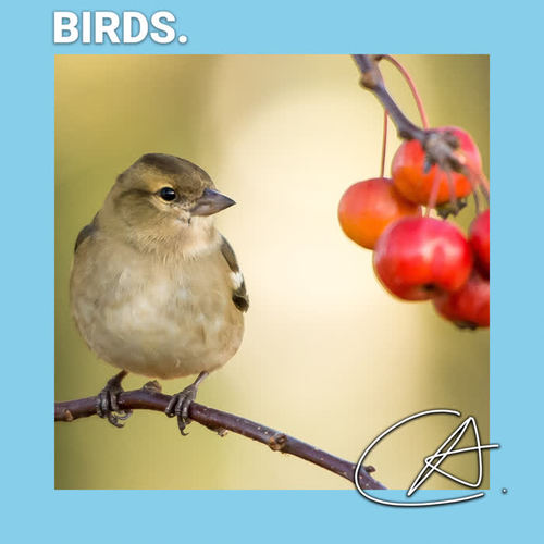 Natural Sounds of Birds
