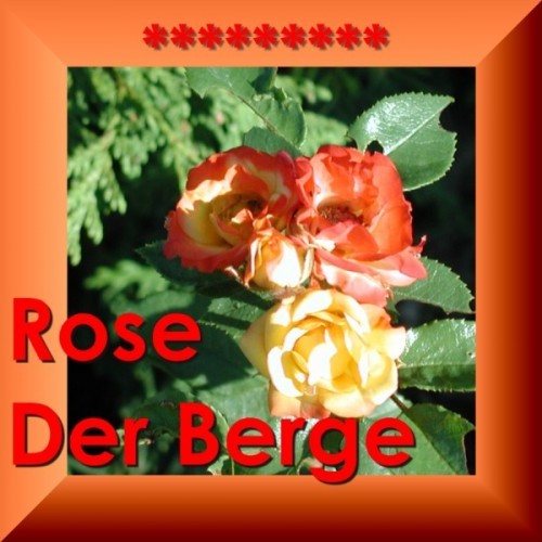 Rose Der Berge - Die Schönste Volksmusik