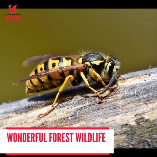 Wonderful Forest Wildlife