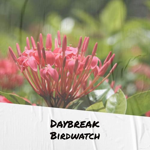 Daybreak Birdwatch