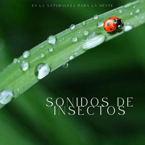 Sonidos De Insectos En La Naturaleza Para La Mente