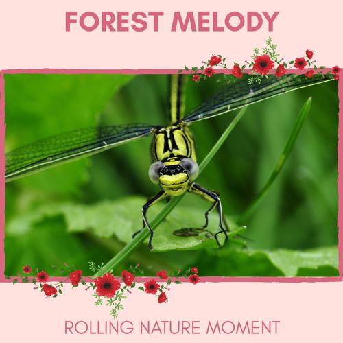 Forest Melody - Rolling Nature Moment