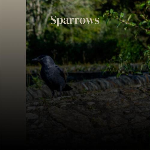 Sparrows