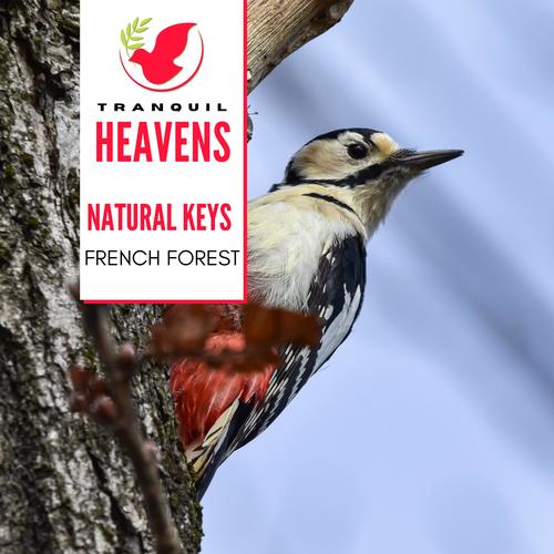 Natural Keys - French Forest