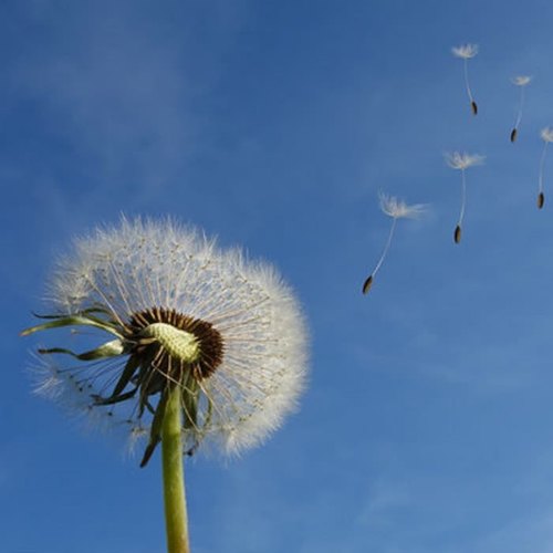 Wind Sounds Relax