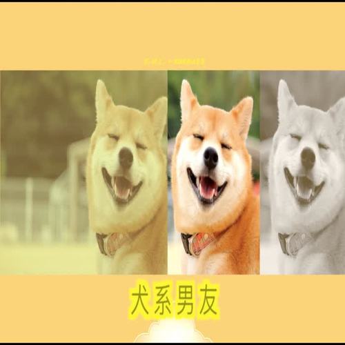 犬系男友