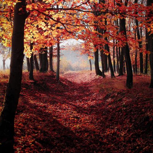 as the leaves fall