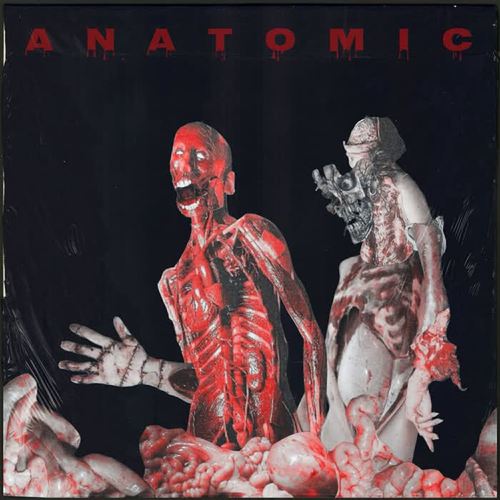 Anatomic