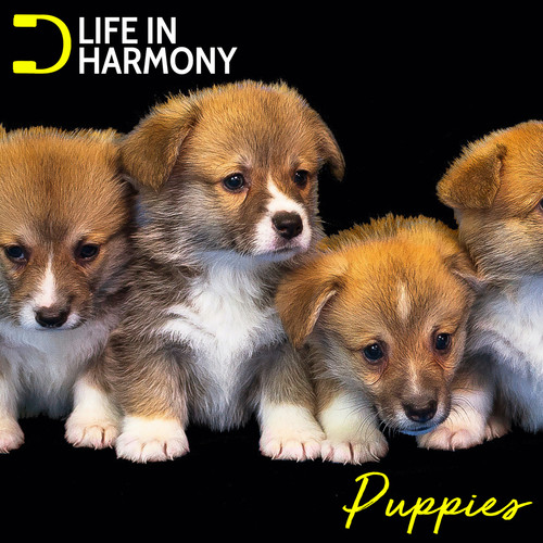 Life In Harmony: Puppies