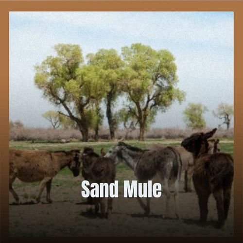 Sand Mule