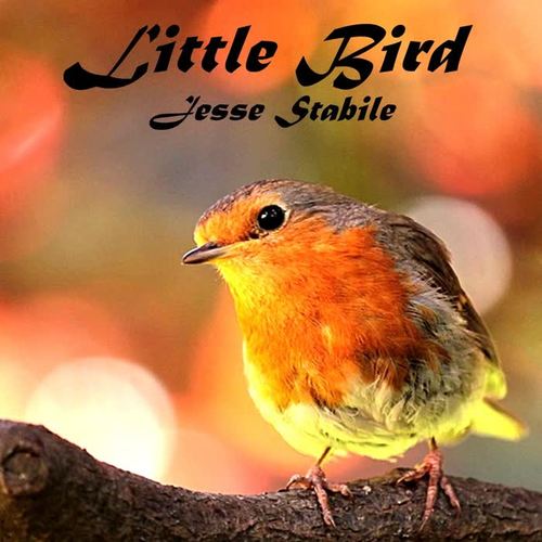 little bird_jesse stabile_单曲在线试听_酷我音乐