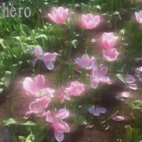 hero (feat. yoku) [Explicit]