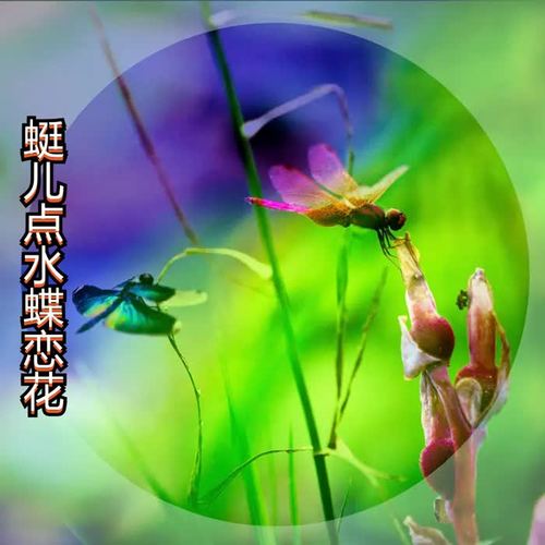 蜓儿点水蝶恋花DJ