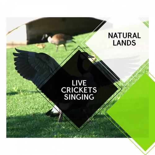 Live Crickets Singing - Natural Lands