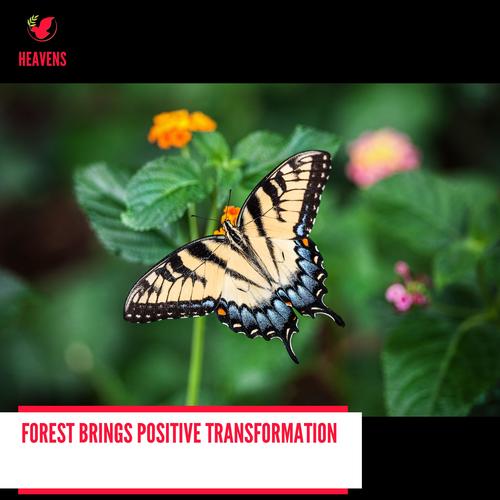 Forest Brings Positive Transformation