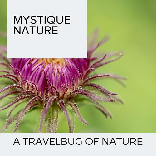 Mystique Nature - A Travelbug of Nature