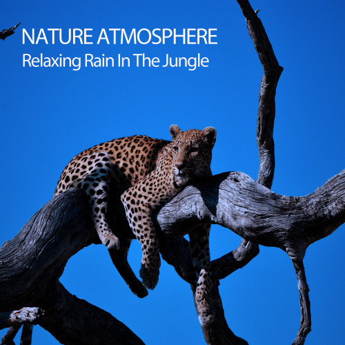 Nature Atmosphere: Relaxing Rain In The Jungle