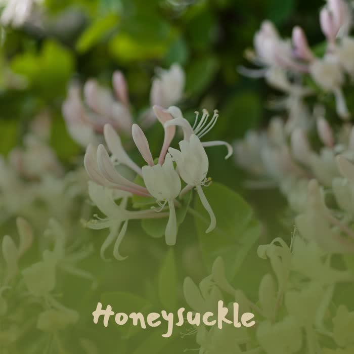 Honeysuckle