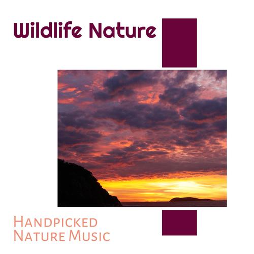 Wildlife Nature - Handpicked Nature Music