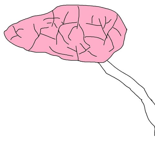 my brain