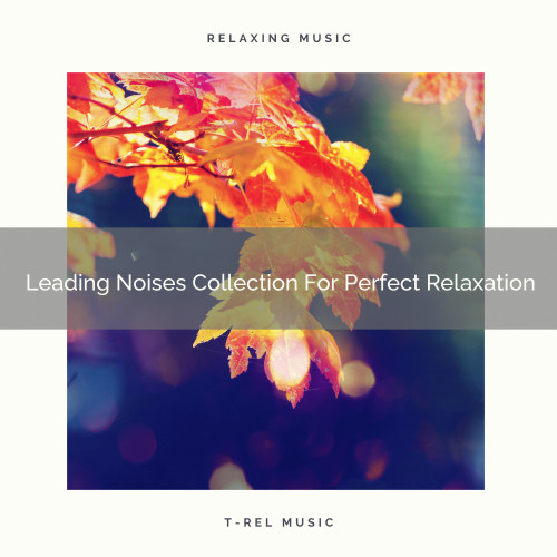 Leading Noises Collection For Perfect Relaxation