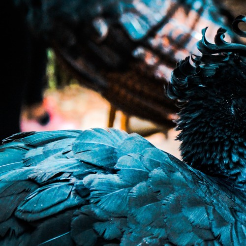 Blue Toucans