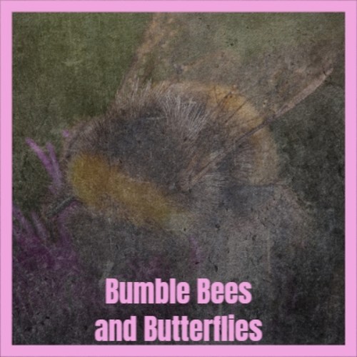 Bumble Bees and Butterflies