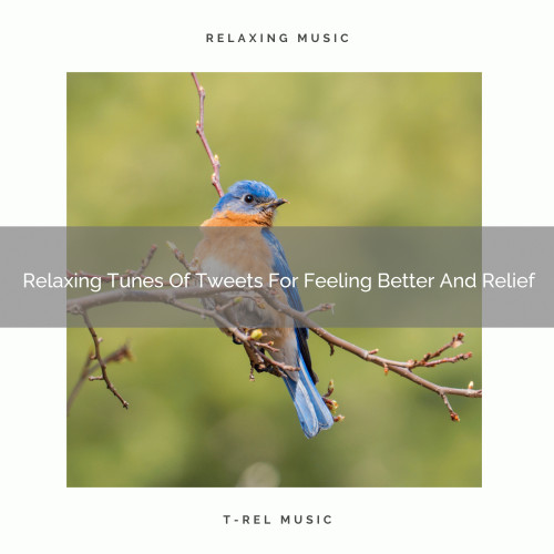 Relaxing Tunes Of Tweets For Feeling Better And Relief