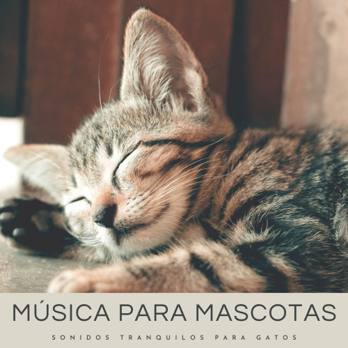 Música Para Mascotas: Sonidos Tranquilos Para Gatos