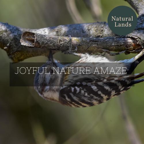 Joyful Nature Amaze