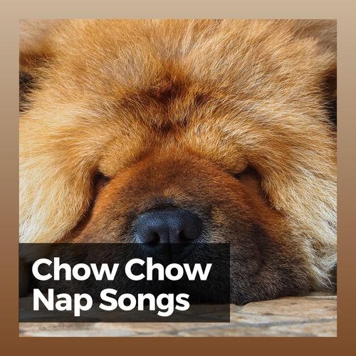 Chow Chow Nap Songs