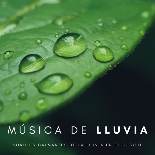 Música De Lluvia: Sonidos Calmantes De La Lluvia En El Bosque