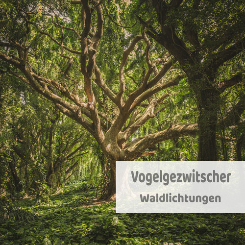 Waldlichtungen