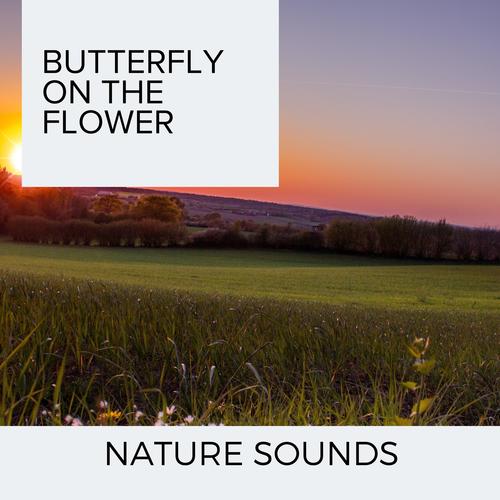 Butterfly on The flower - Nature Sounds