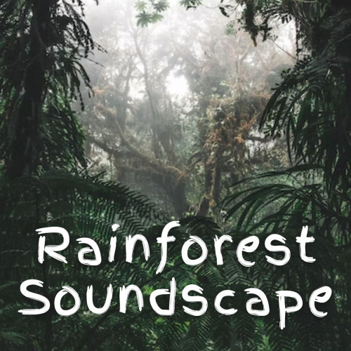 Rainforest Soundscape