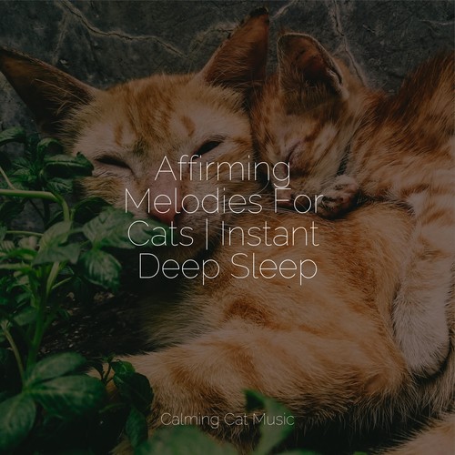 Affirming Melodies For Cats | Instant Deep Sleep