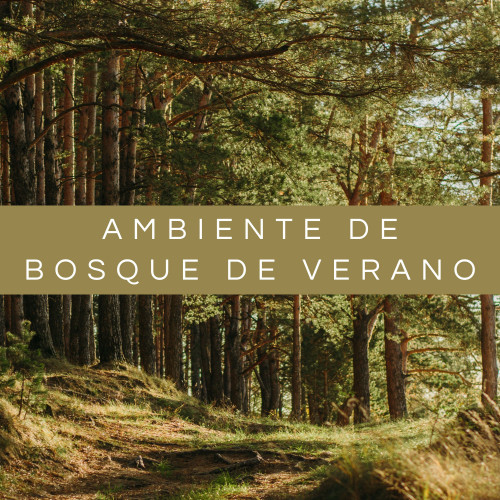 Ambiente De Bosque De Verano