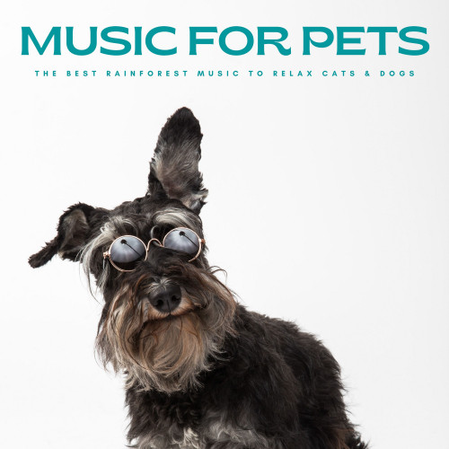 Music For Pets: The Best Rainforest Music To Relax Cats & Dogs