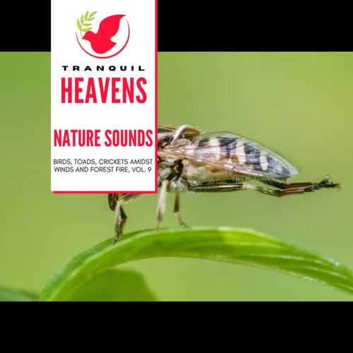 Nature Sounds - Birds, Toads, Crickets amidst Winds and Forest Fire, Vol. 9