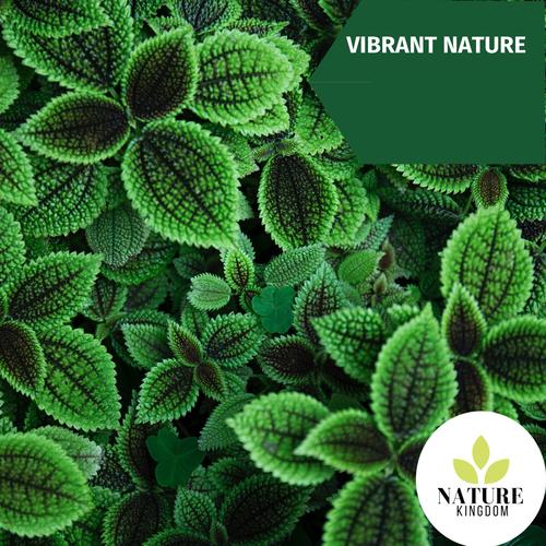 Vibrant Nature