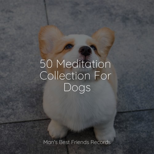 50 Meditation Collection For Dogs